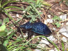 Карабус кавказский 004